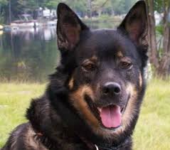 Black And Tan Labradoodle Close Up Head Shot A Black With Tan Gerberian Shepsky Is Sitting In A Field In Front Of A Body Of Water That Has Boats In I Gerberian Shepsky Dog