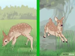 3 Ways To Tell A Fawns Age Wikihow