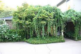 Climbing plants through a host is an excellent way to get more from the same space. Vines And Climbers Tough Vertical Drought Tolerant All Summer Suggestions 1 By Seedpicker Tx
