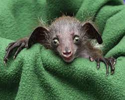 Pin By Angel Prewitt On Animais Aye Aye Baby Animals Animals