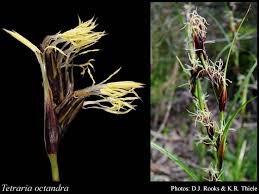 Image result for Tetraria