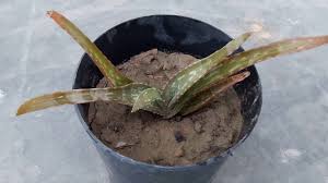 Slowly removing all the soil (contaminated with the rot). How To Revive A Dying Aloe Vera Plant Update Youtube