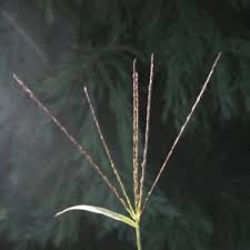 Image result for Digitaria sacculata