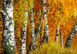 Most photos © birken tree. Birke Im Herbst Merkmale Pflegetipps Und Mehr