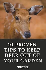 Deer naturally tend to shy away from any plants. 10 Proven Tips To Keep Deer Out Of Your Garden Down To Earth Homesteaders