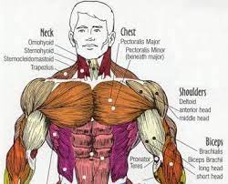 Mar 18, 2015 · the pectoralis major muscle is a large muscle in the upper chest, fanning across the chest from the shoulder to the breastbone. Bodybuilding Facts Muscle Facts Muscle Anatomy Chest Muscles Muscle Building Workouts
