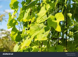 Image result for Sicyos