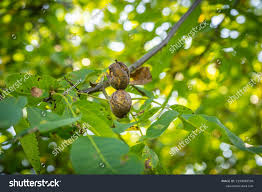 Image result for Walnut blight