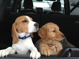 Analyzing which kind of parasite he is suffering from will help to decide. How To Tell When Your Dog Has Worms And What To Do Next House Of Sand And Dog