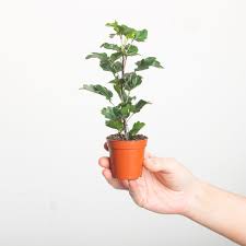 Image result for Plerandra