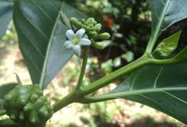 Image result for Morinda angolensis