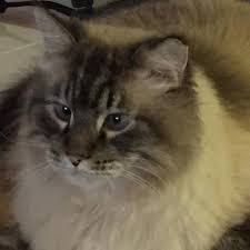 Hence your problem with rodents will definitely fade away once you purchase our maine coon for sale. Rush The Siamese Maine Coon Mix Kitty Home Facebook