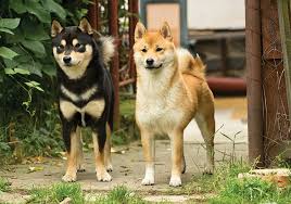 We did not find results for: Shiba Inu Breeds
