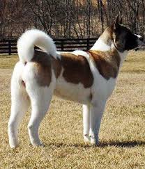 All akita questions answered regarding their health, grooming needs, shedding, characteristics, availability in india, lifespan, maintenance, training and more. American Akita Breed Info Pictures Characteristics Hypoallergenic No Akita Dog American Akita Guard Dog Breeds