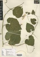 Image result for Momordica foetida