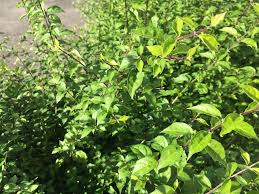 Image result for Thunbergia reticulata