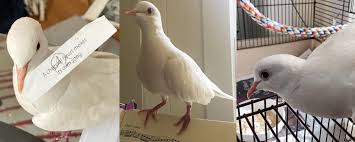 They have been dependent on the biggest risk to a pet pigeon is getting outside and being killed by a predator before he can get back in to safety. Meet Pascal The Rescue Dove The University Of Chicago Magazine