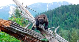 Image result for wolverine