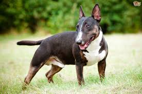 They are great dogs for families with little ones because they love to spend time with the family, and can become a very affectionate pet. English Bull Terrier Dog Breed Facts Highlights Buying Advice Pets4homes