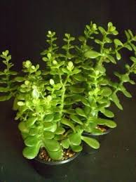 Some anemone varieties feature double flowers, similar to a frilly, oversized mum. What Plants Grow From Leaves Quora