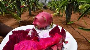 Karnataka scientist who popularised dragon fruit cultivation and identified  Siddu jackfruit variety gets award - The Hindu