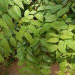 Image result for Secamone filiformis