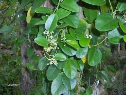 Plant seeds at a depth equal to two or three times their width. Vietnam Green Grass Jelly Green Grass Jelly Plant Grass Jelly Plants Grass