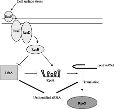 Rpos is listed in the world's largest and most authoritative dictionary database of abbreviations and acronyms. Lrha Regulates Rpos Translation In Response To The Rcs Phosphorelay System In Escherichia Coli Journal Of Bacteriology