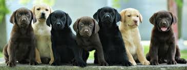 There's no denying that black, yellow, and chocolate labrador retriever puppies are the epitome of cute, and if these 40 photos of labrador puppies don't bring a smile to your face, nothing will. Genetics Of Labrador Coat Color Maple Leaf Vet Care Center
