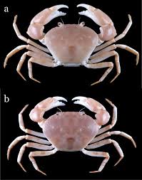 Image result for Brachychloa