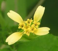 Image result for Calyptocarpus vialis