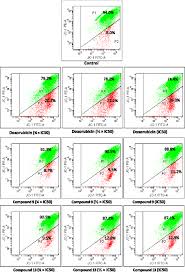 Image result for Ptycholobium contortum