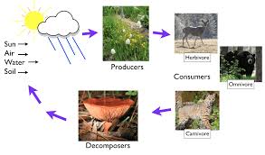 Autotroph, heterotroph, carnivore, herbivore, primary consumer, secondary consumer, tertiary consumer. Build A Food Chain An Online Game For Kids