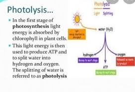 Does Oxygen Produced During Photosynthesis Leave Plants Through Diffusion  Or Active Transport? - Quora