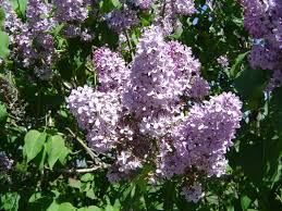 Image result for Oleaceae