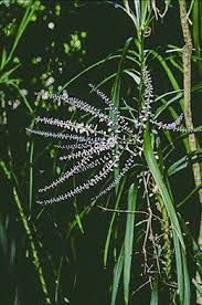 Image result for Cordyline stricta