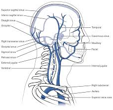 The posterior auricular vein (v. Https Www Studyaid No Onewebmedia Content 20 282 29 Materials Blood 20supply 20 28head 20 20neck 29 Pdf
