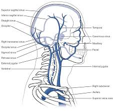 Learn about veins arteries head neck with free interactive flashcards. Https Www Studyaid No Onewebmedia Content 20 282 29 Materials Blood 20supply 20 28head 20 20neck 29 Pdf