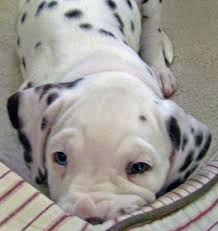 These dogs make wonderful companions. Dalmatian Pitbull Mix Puppies For Sale Off 69 Www Usushimd Com
