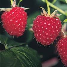 Few things are as delicious as homegrown raspberries, and the success of your harvest begins with the planting site and planting method. Pruning Red Raspberries Finegardening