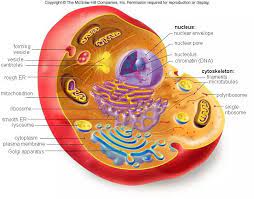 Plant cell animal cell mitochondria structure chloroplast structure glencoe cellular. Pin By Gentrit Sadiku On Bio Eukaryotic Cell Cell Structure Animal Cell Project