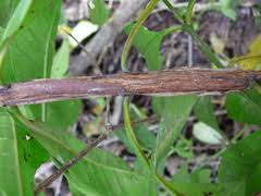 Image result for Polysphaeria multiflora
