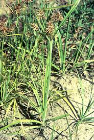 Image result for Cyperus rotundus