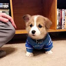 Pin By Hina On All Thing Corgi Cute Baby Animals Cute Animals Cute Corgi