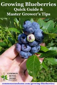 Growing Blueberries Quick Guide And Master Growers Tips