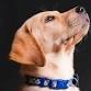 Basic Dog Training | Tractor Supply Co. Alma (5 event image