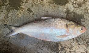 Llish Fish
