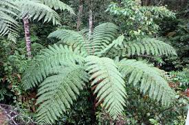 Image result for Cyatheaceae
