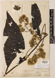 Image result for Blumea squarrosa