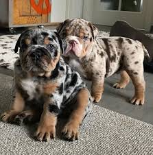 He is coming with bronze health. English Bulldogs For Sale In California Petswall